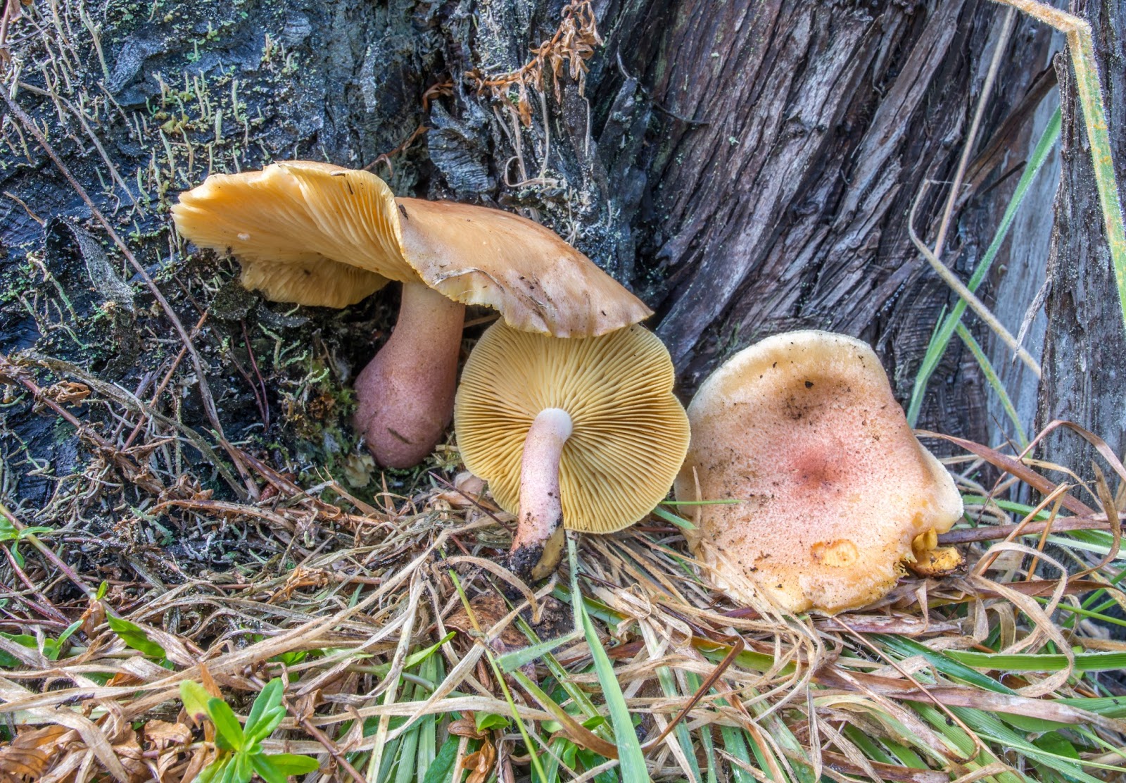 The 3 Foragers Foraging for Wild, Natural, Organic Food Wild