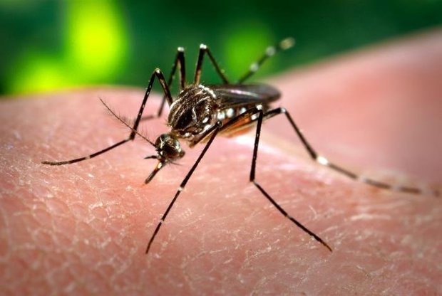 Zika Vírus também pode ser transmitido por relação sexual (Foto: Divulgação)
