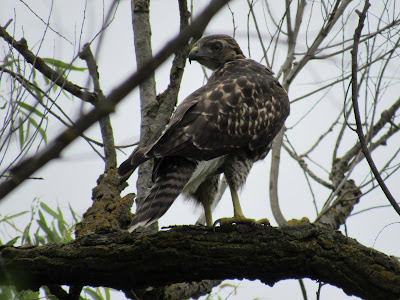 Gray Lodge Wildlife Area Gridley California