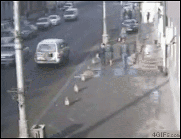 atropello2.gif