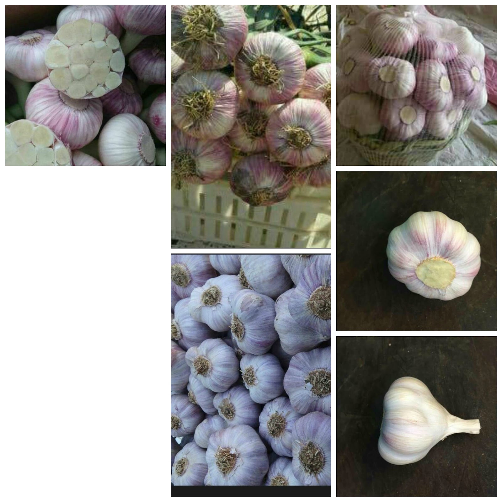 (bulk garlic bulbs buy garlic to plant heirloom garlic for sale