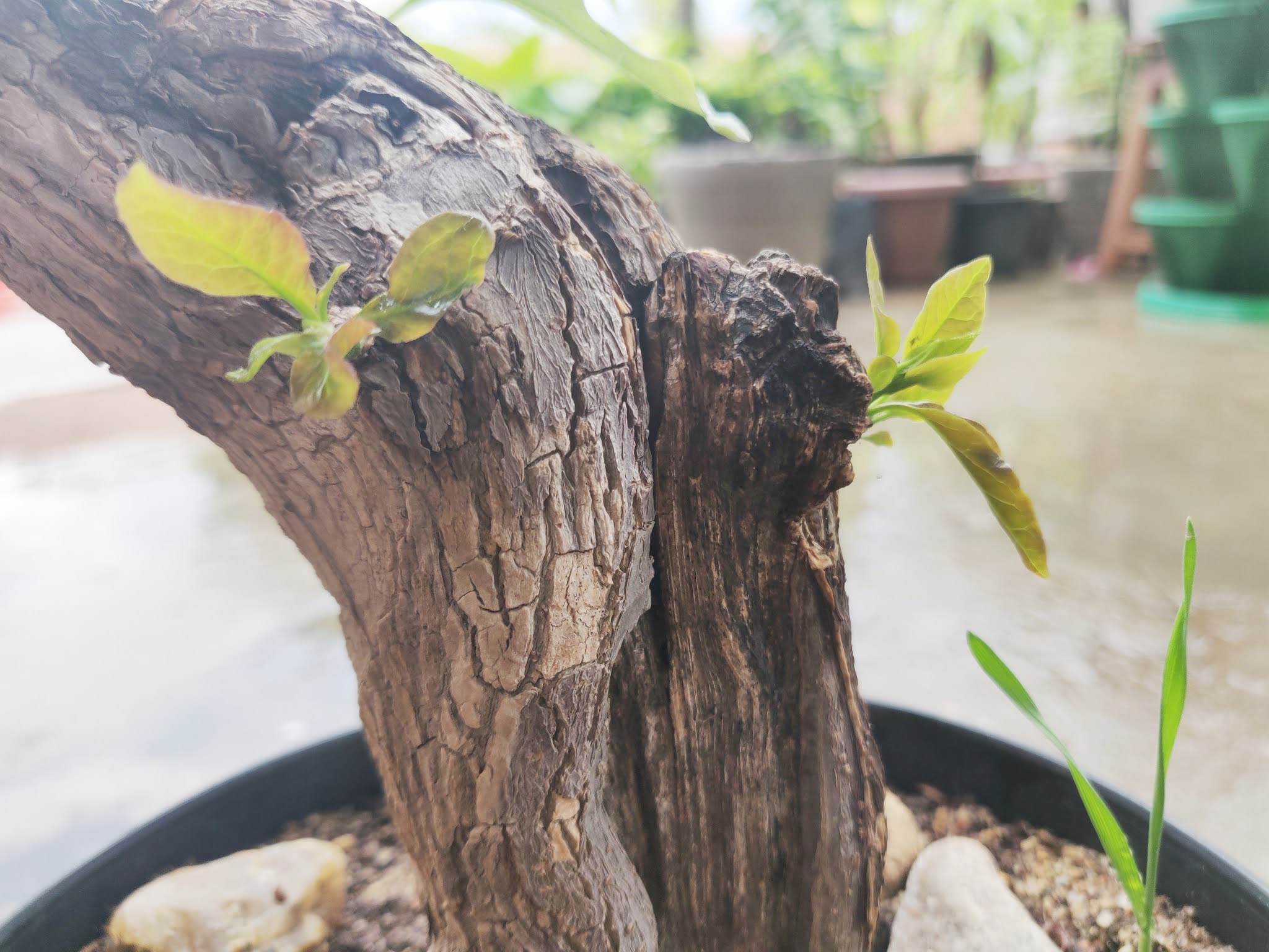 Why Bougainvillea cutting not growing