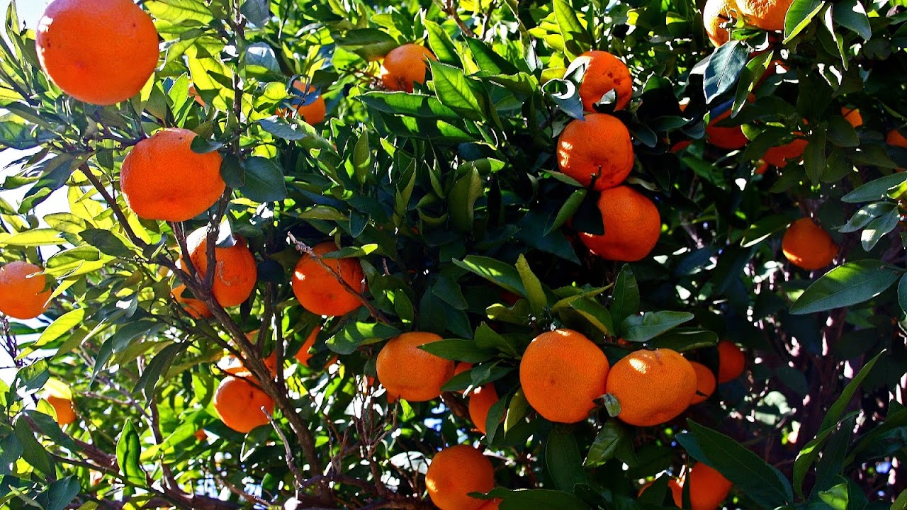 Satsuma Orange Tree Care Tree Choices