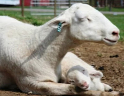 Identifikasi Nomor Telinga Ternak Kambing Domba