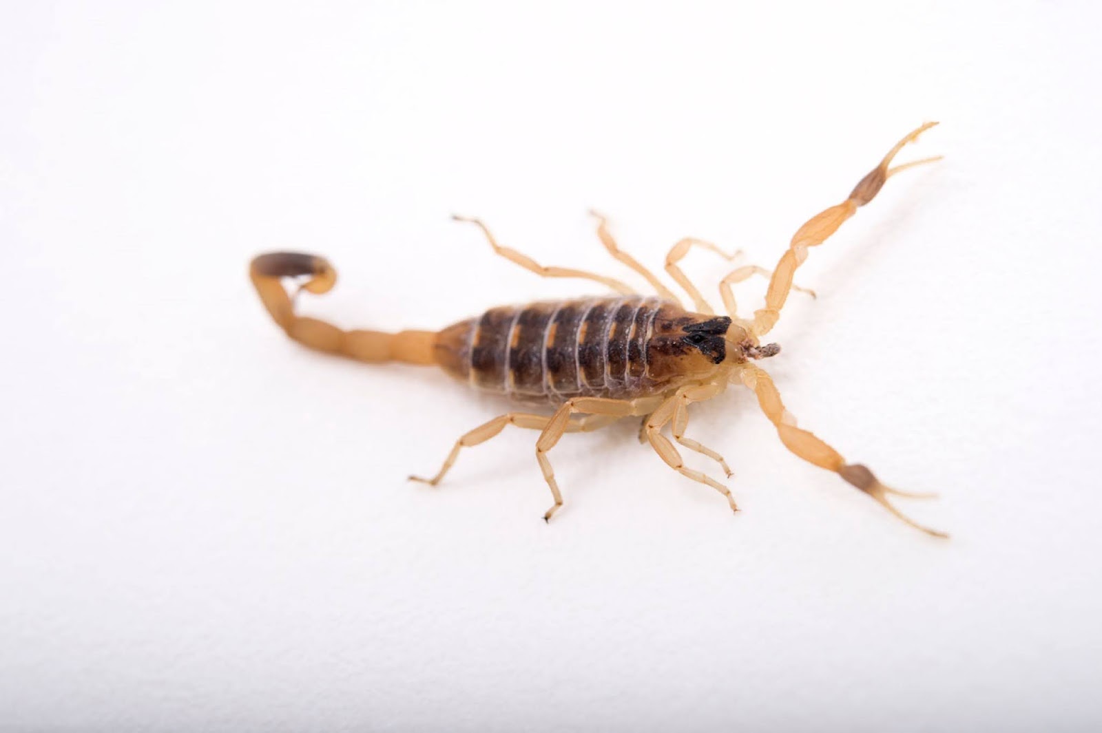 A B Pest Control and Insulation Missouri’s Elusive Critters Scorpions