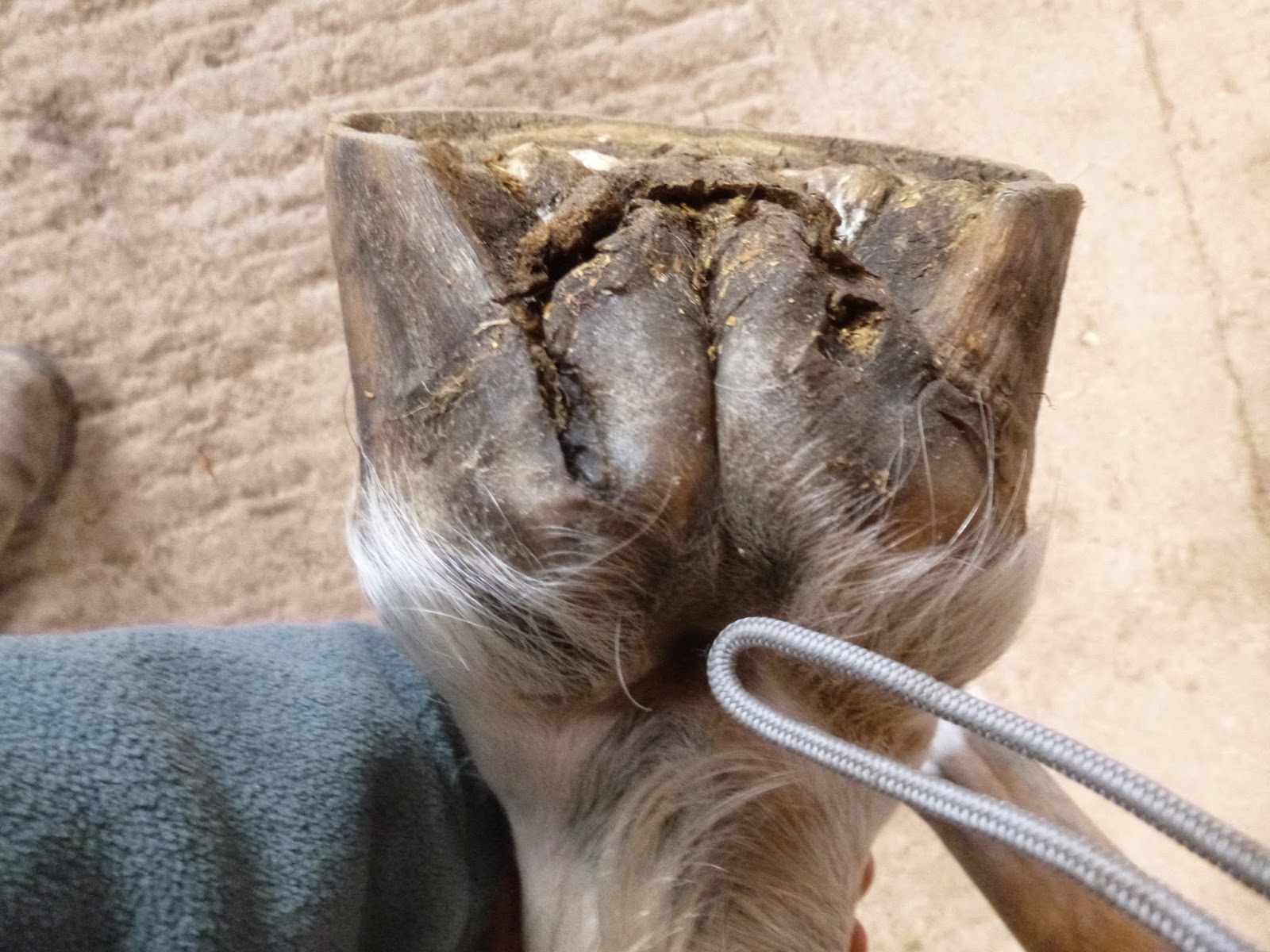 [DIAGRAM] Diagram Of Horse Hoof Heel Bulb