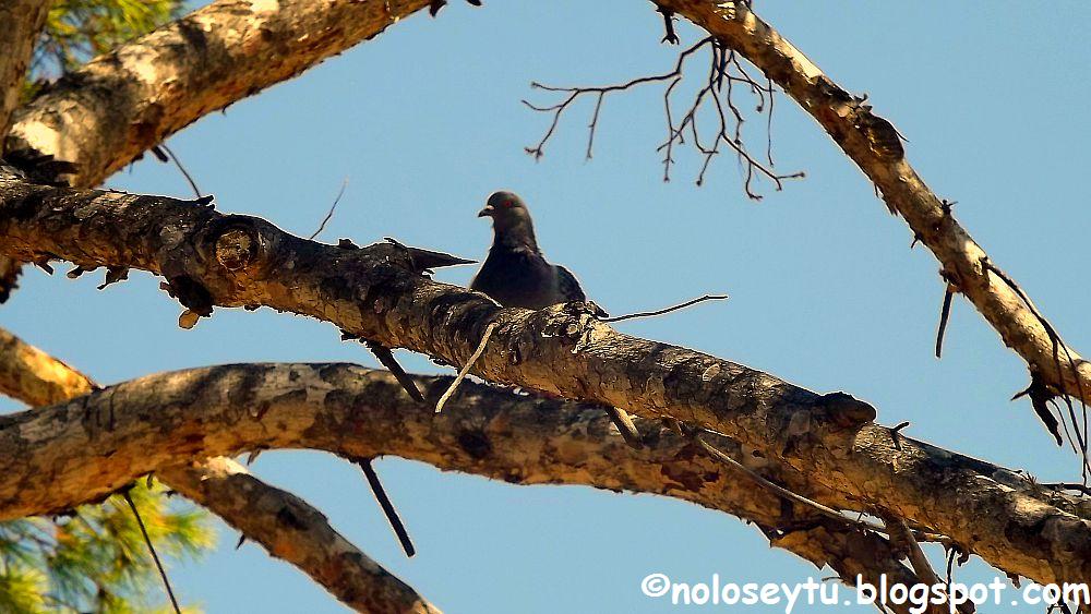 El Tarasco habla, y tus ojos se abren al no creer lo que escuchaste