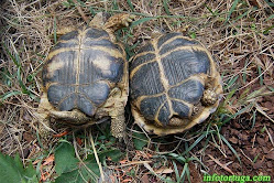tortugas terrestres