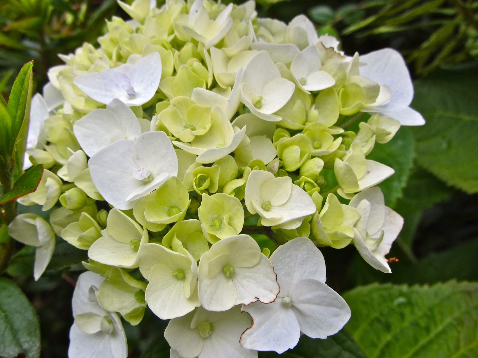 Do Hydrangeas Come Back Every Year - do annual hydrangeas come back every year
