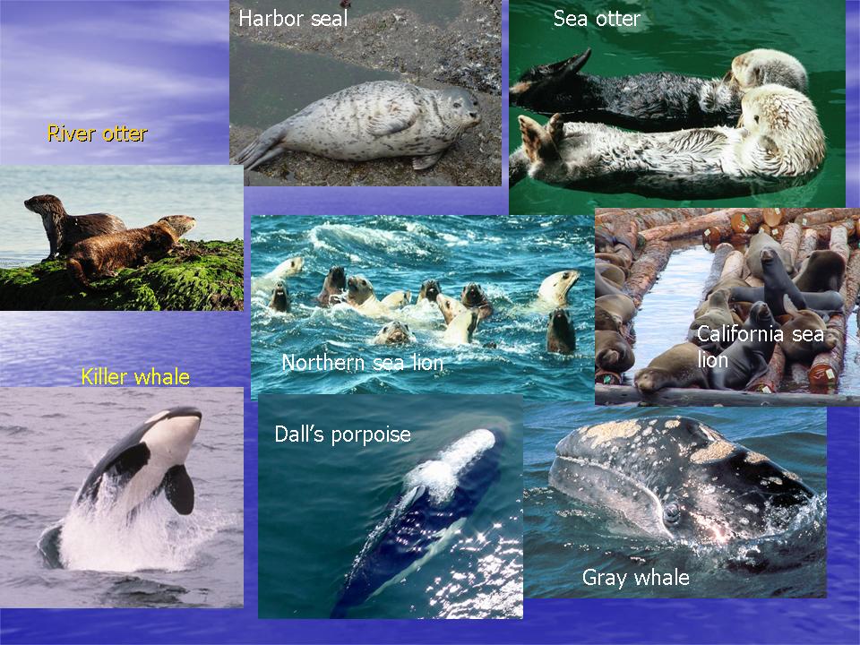 Buzz's Marine Life of Puget Sound: Marine Mammals of Puget Sound