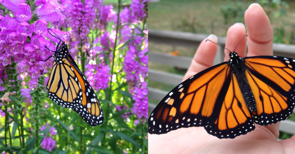 Experts Seek Help to Save Eastern Monarch Butterfly From