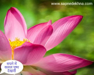 सपने में कमल का फूल देखना | sapne main kamal ka phool dekhna | Seeing a lotus flower in a dream.
