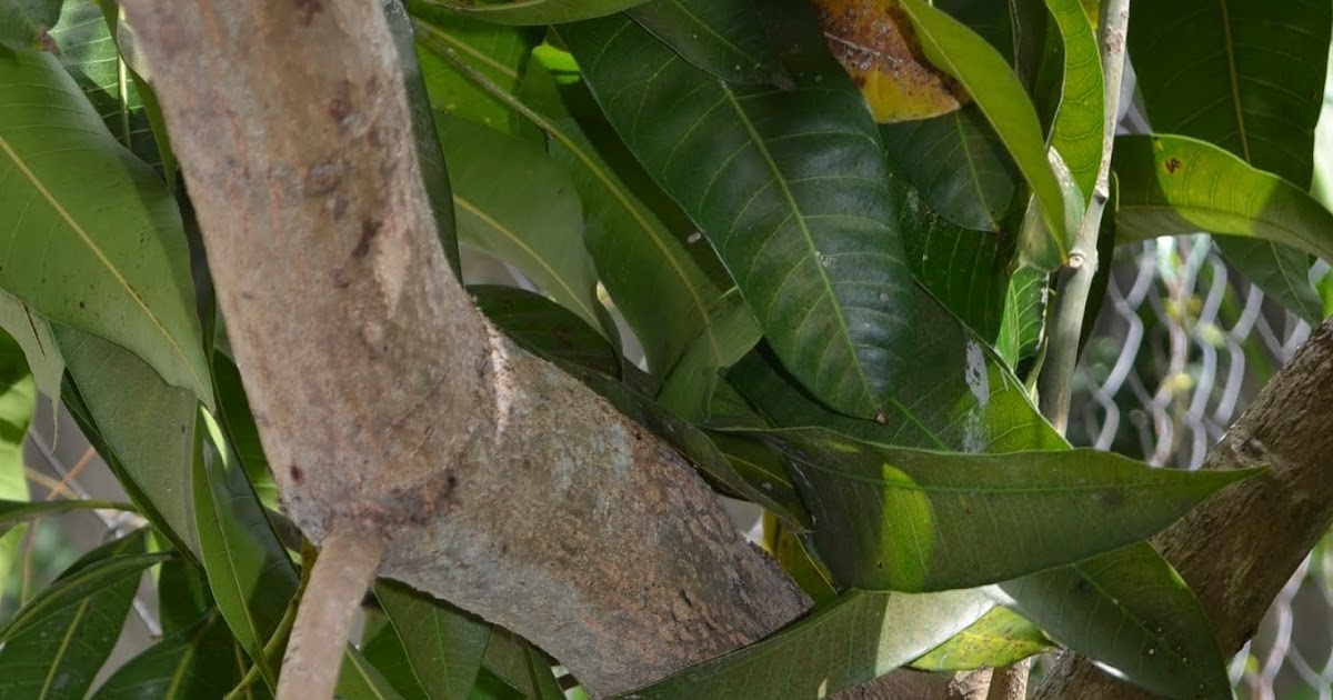 Berapa Lama Pokok Mangga Gajah Merah Akan Berbuah / Pupuk organik yang