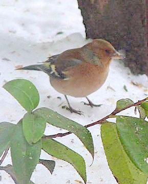 Dies Und Das Vom Neckarstrand Marz 2013