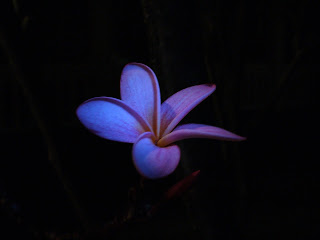  siapa sih yang tidak mengenal bunga indah ini 20+ Gambar Bunga Kamboja Indah