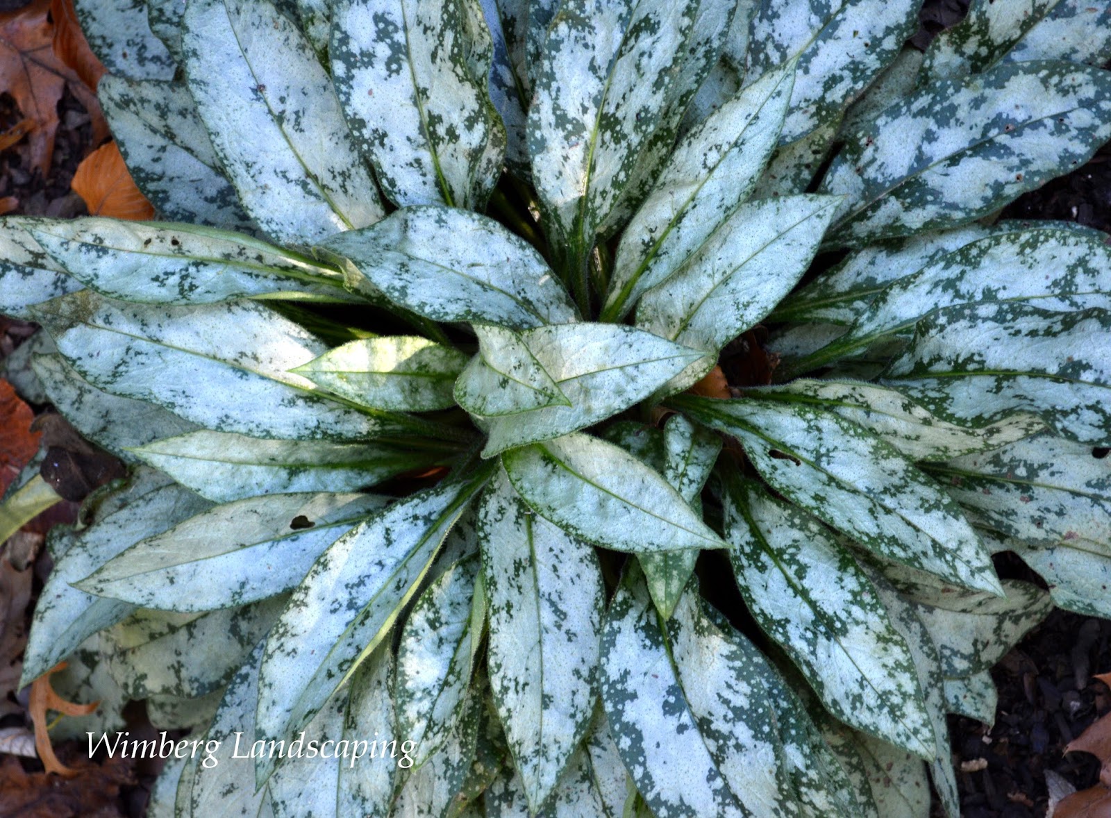 Three White Plants for the Shade
