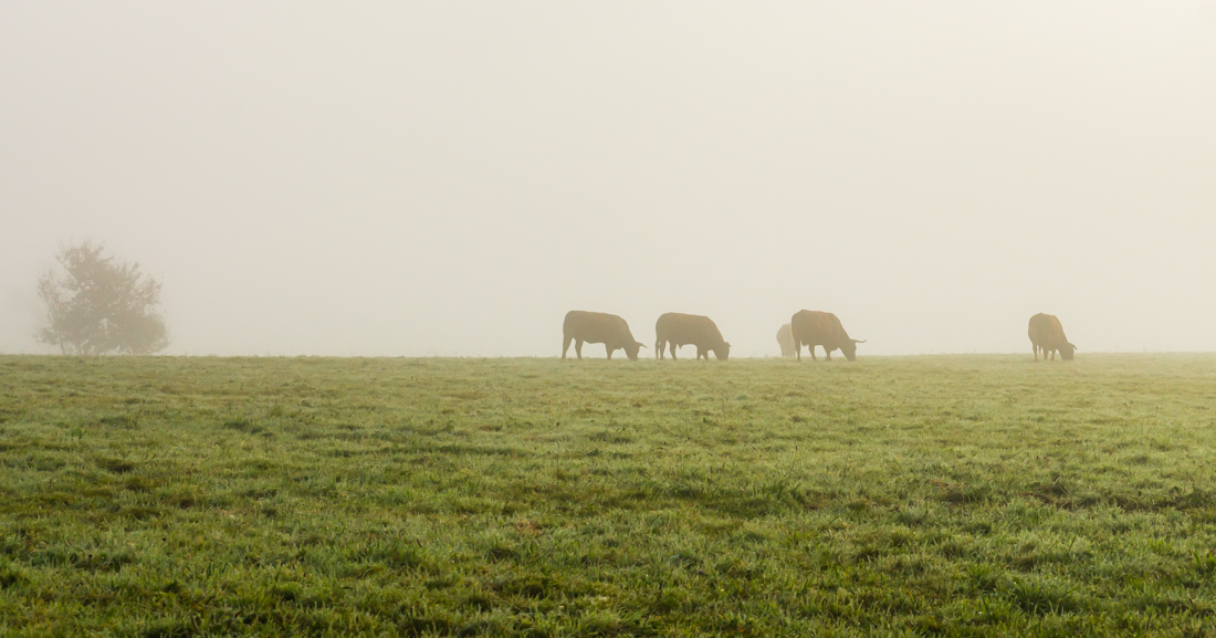 Туман в долине Туман в долине