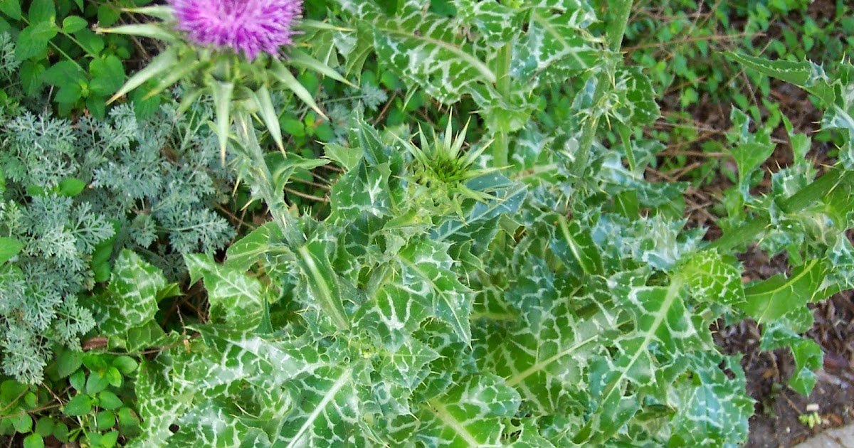 NATURAL NUTRITION Milk Thistle May Help Reduce Prostate Cancer