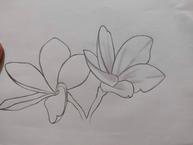 6 Langkah Mudah Menggambar Bunga Kamboja