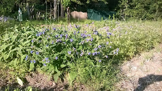 consoude en fleur