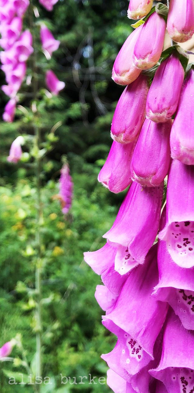 beautiful foxgloves