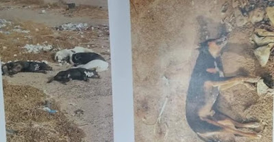 FGJE investiga la muerte de decenas de mascotas en Caborca