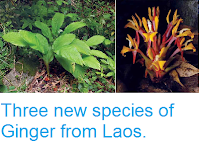 http://sciencythoughts.blogspot.co.uk/2015/02/three-new-species-of-ginger-from-laos.html