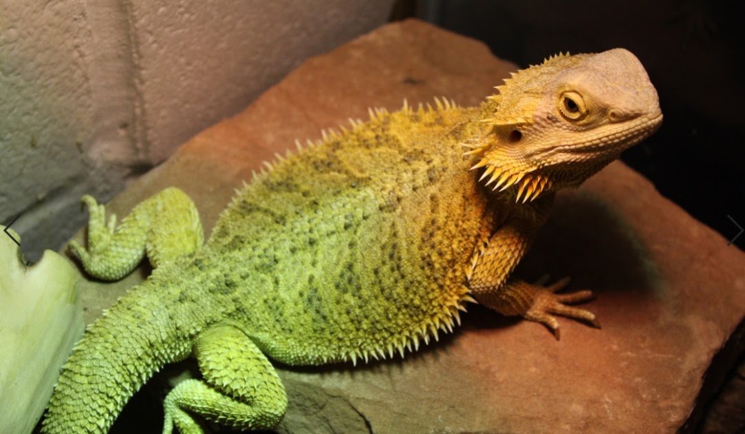 [suitable environment for eastern bearded dragons]