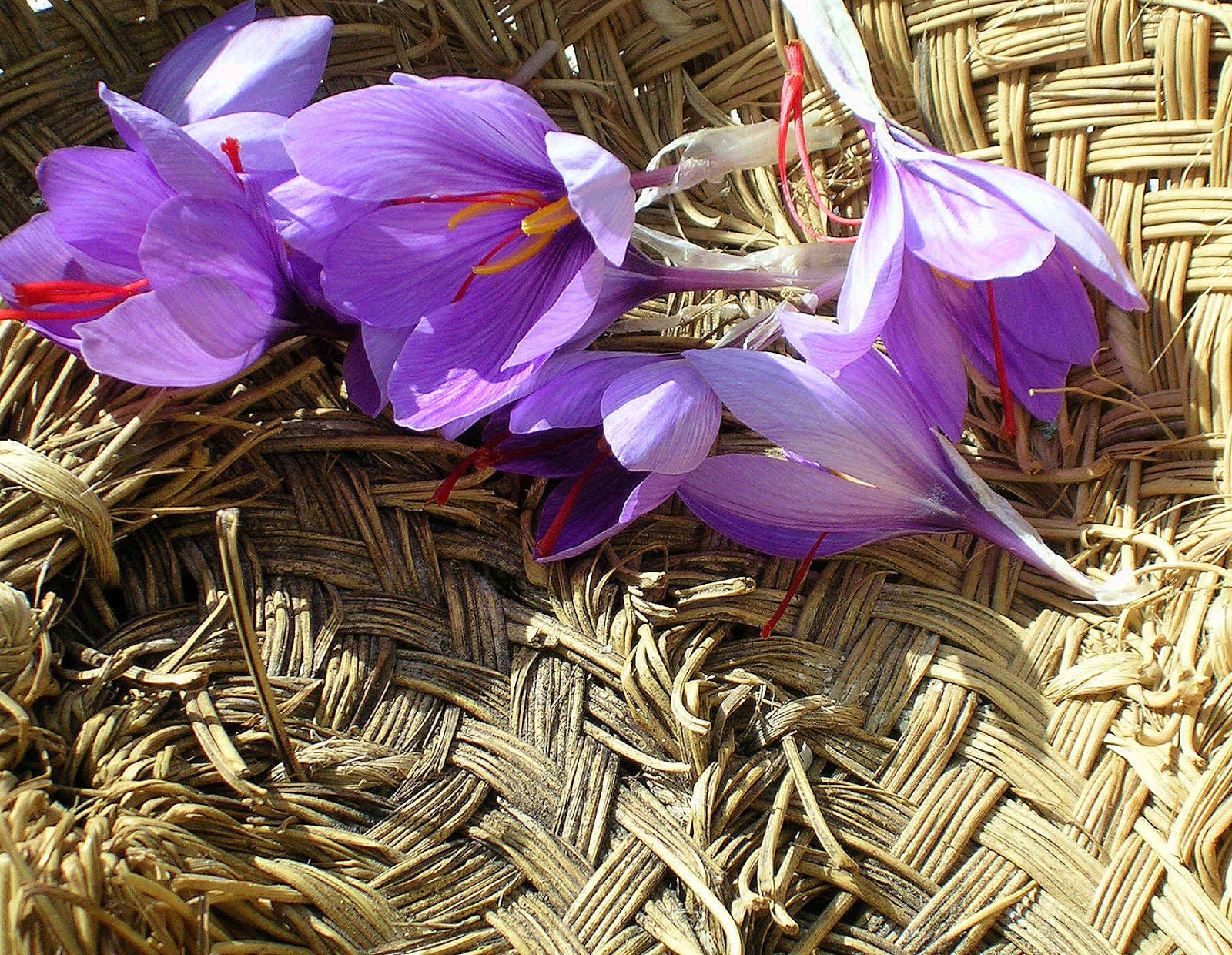 MY KITCHEN IN SPAIN GOLDEN SAFFRON, THE NOVEMBER SPICE