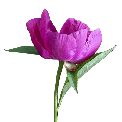 Clip Art: Flowers on a transparent background