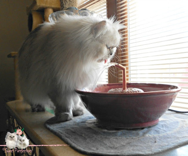 persian cat drinking water from fountain