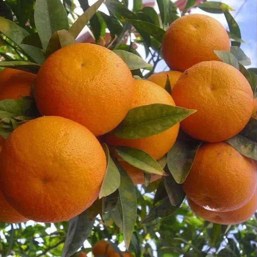 bibit jeruk sunkis mantab bibit jeruk bibit jeruk sunkist Padang Sidempuan