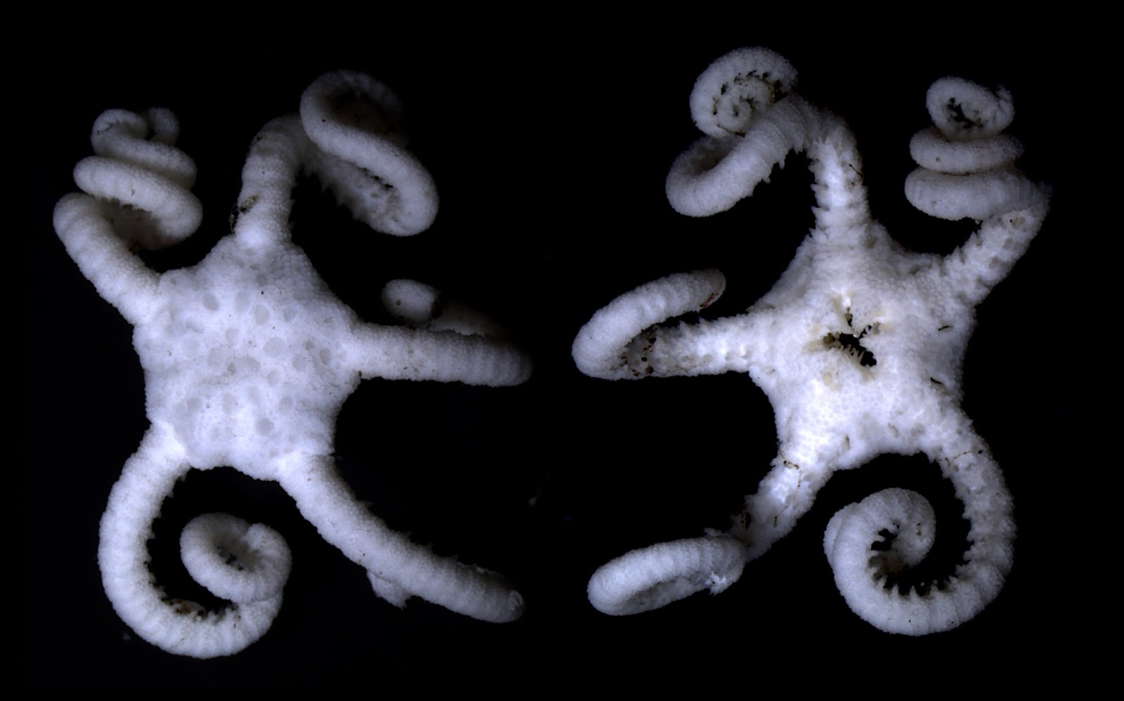Rafael Microfauna Marina Antarctic Brittle Stars