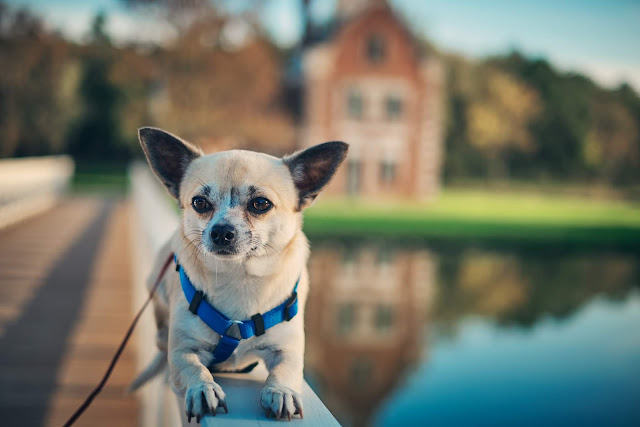 Chihuahua köpeği