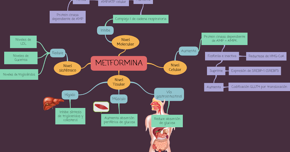 FARMACOLOGÍA I FARMACODINAMIA MECANISMO DE ACCIÓN METFORMINA FARMACOLOGÍA I FARMACODINAMIA MECANISMO DE ACCIÓN METFORMINA
