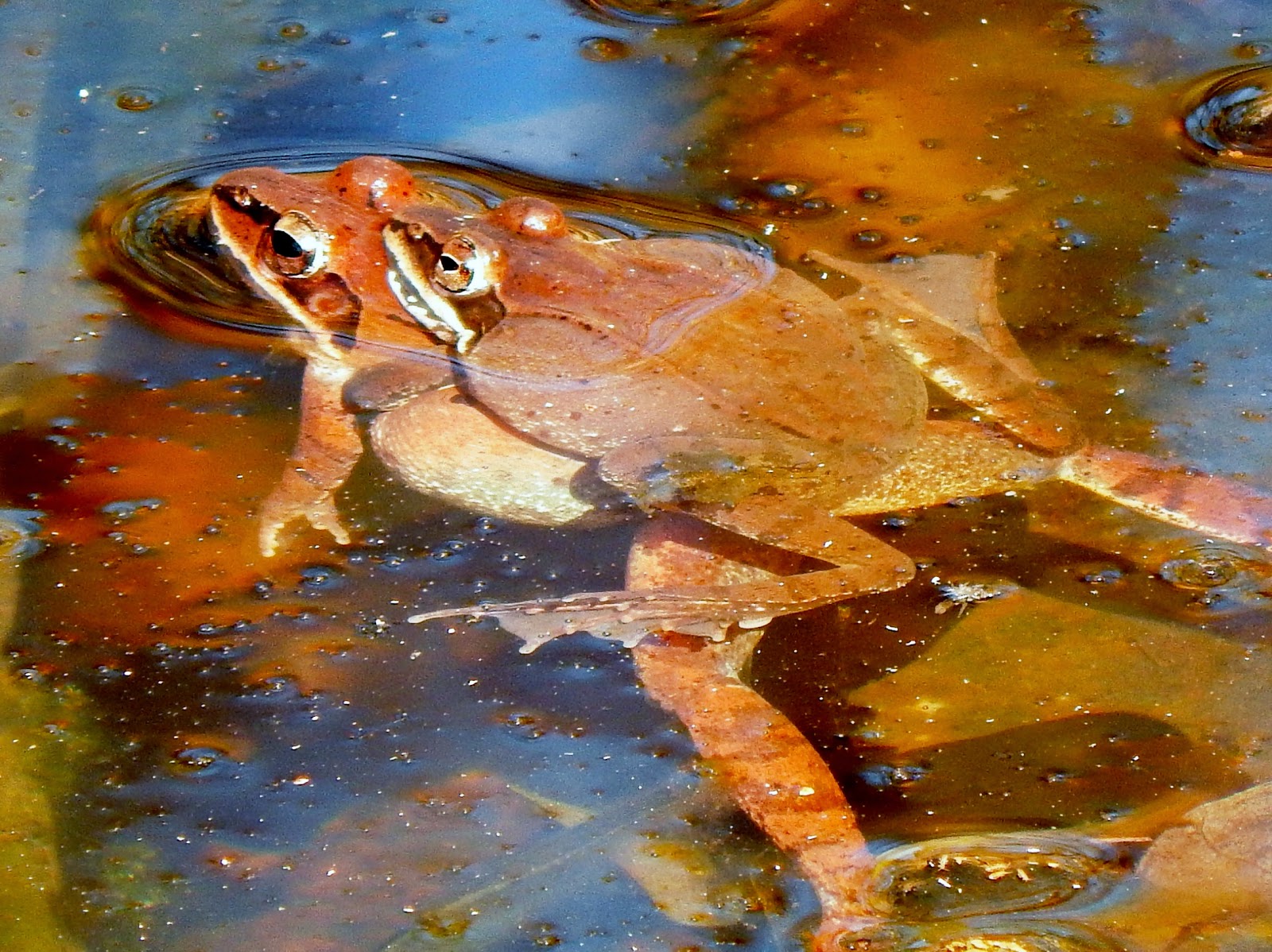 Vernal Pools Environment