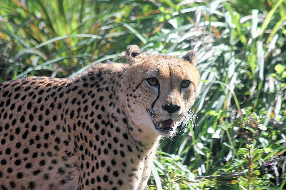An English Girl Rambles from 2016 to.: CHEETAH AT THE HONOLULU ZOO
