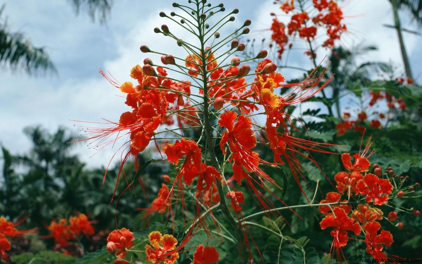 Растение с красными цветами