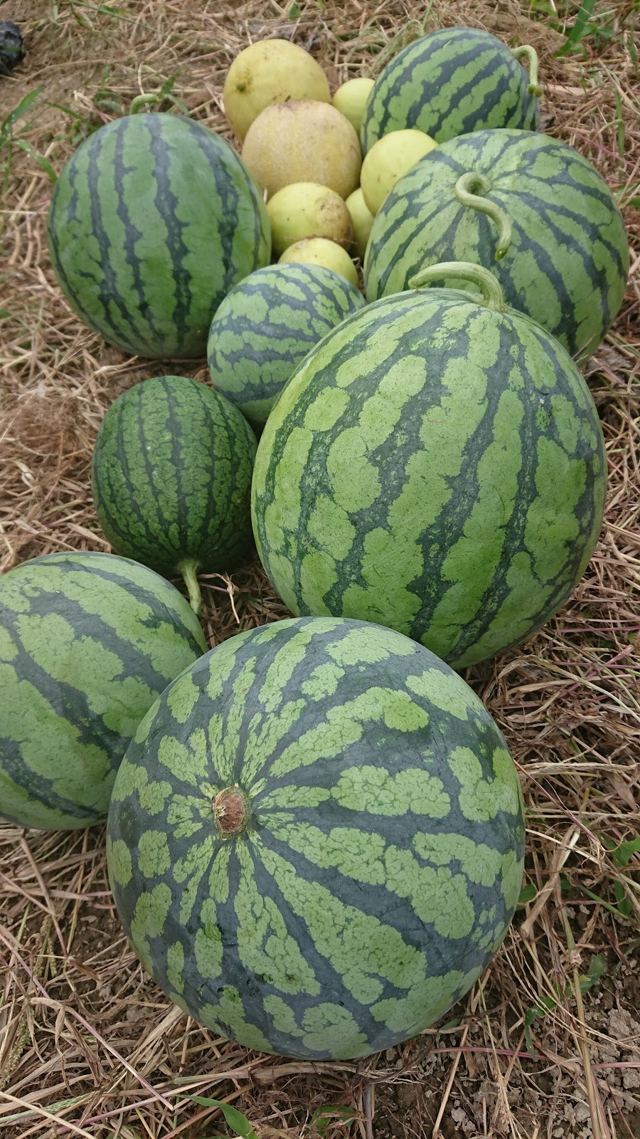 ６０過ぎの日々 家庭菜園畑の作業記録 スイカとトマトの収穫