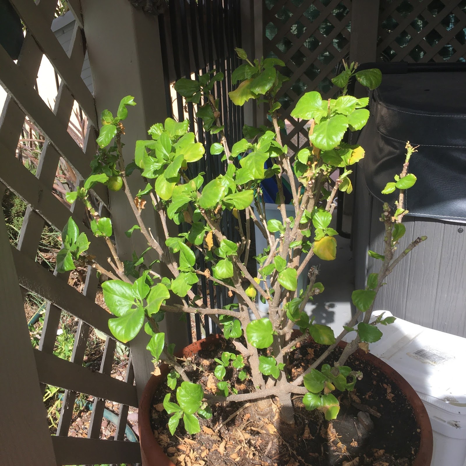 Xtremehorticulture of the Desert Hibiscus in Pot Needs Renewal Pruning