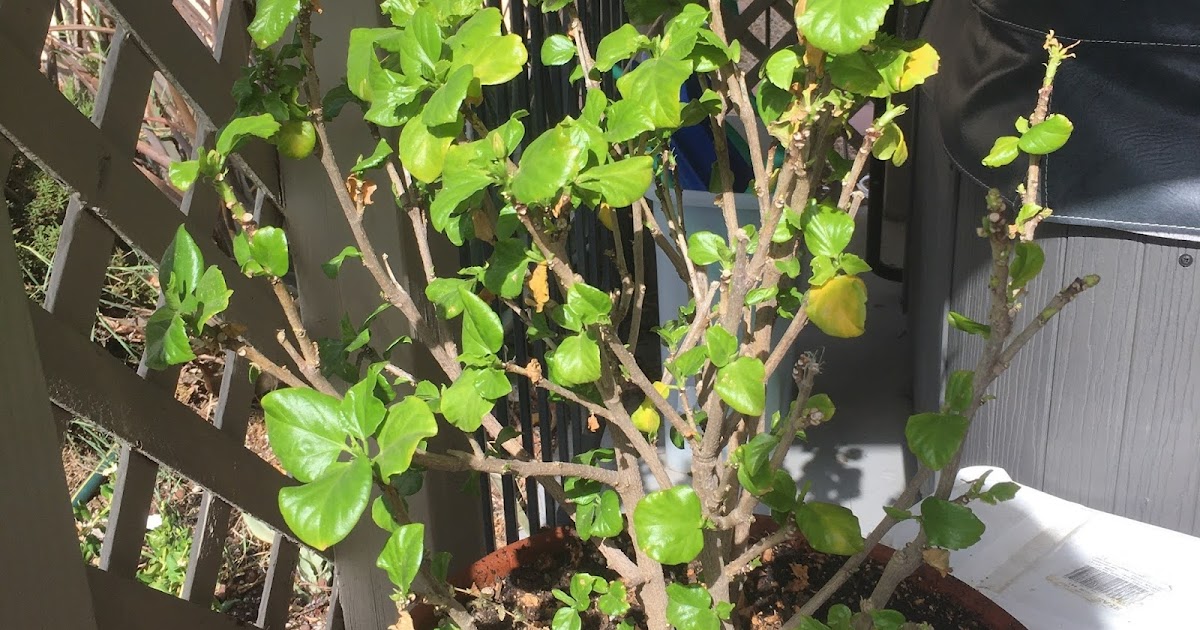 Xtremehorticulture of the Desert Hibiscus in Pot Needs Renewal Pruning