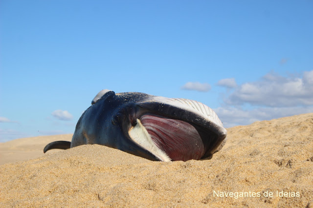 cetáceos - Costa alentejana - Sem sorrisos - Navegantes de Ideias