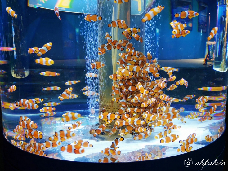 oh{FISH}iee [TRAVEL] 10 Reasons to Visit Kamogawa Sea World, Chiba