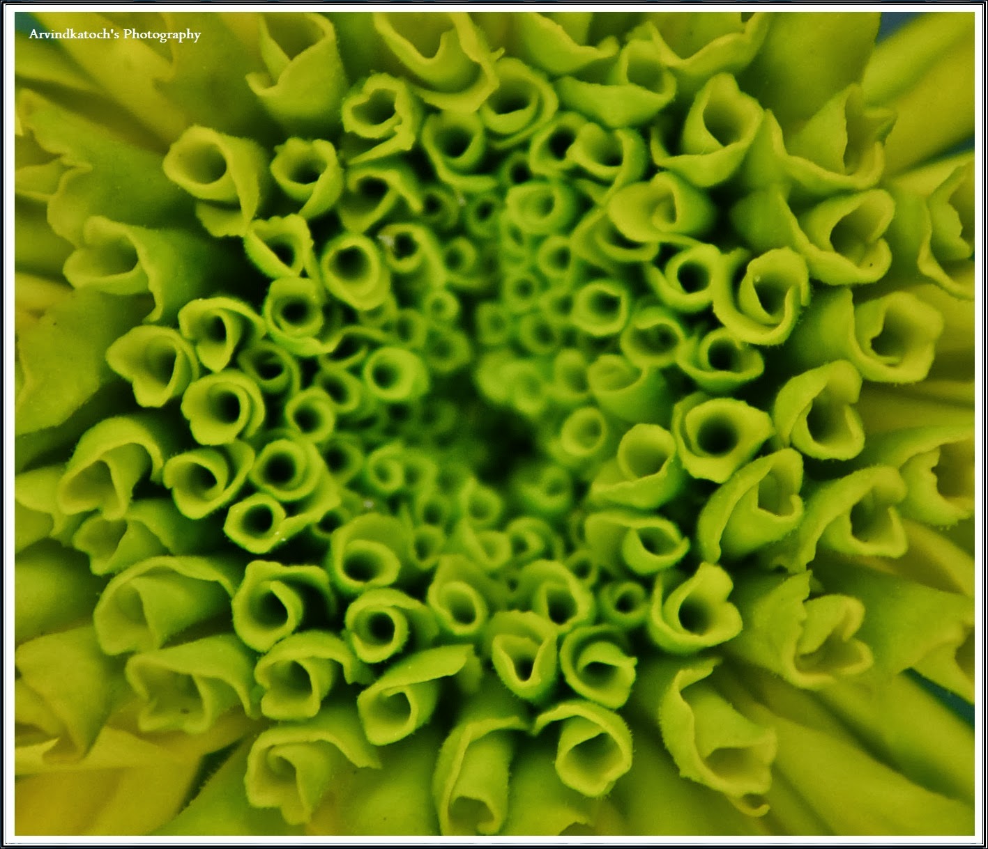 HD Picture Showing Birth of a Marigold Flower (See Life unfolding