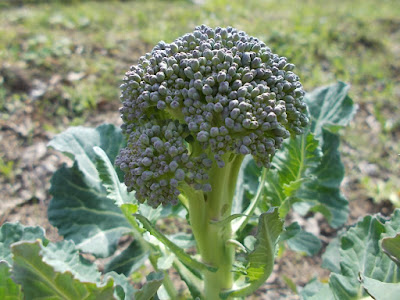 Quando coltivare i broccoli in un orto biologico Quando coltivare i broccoli in un orto biologico