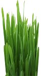 4_Grass.png