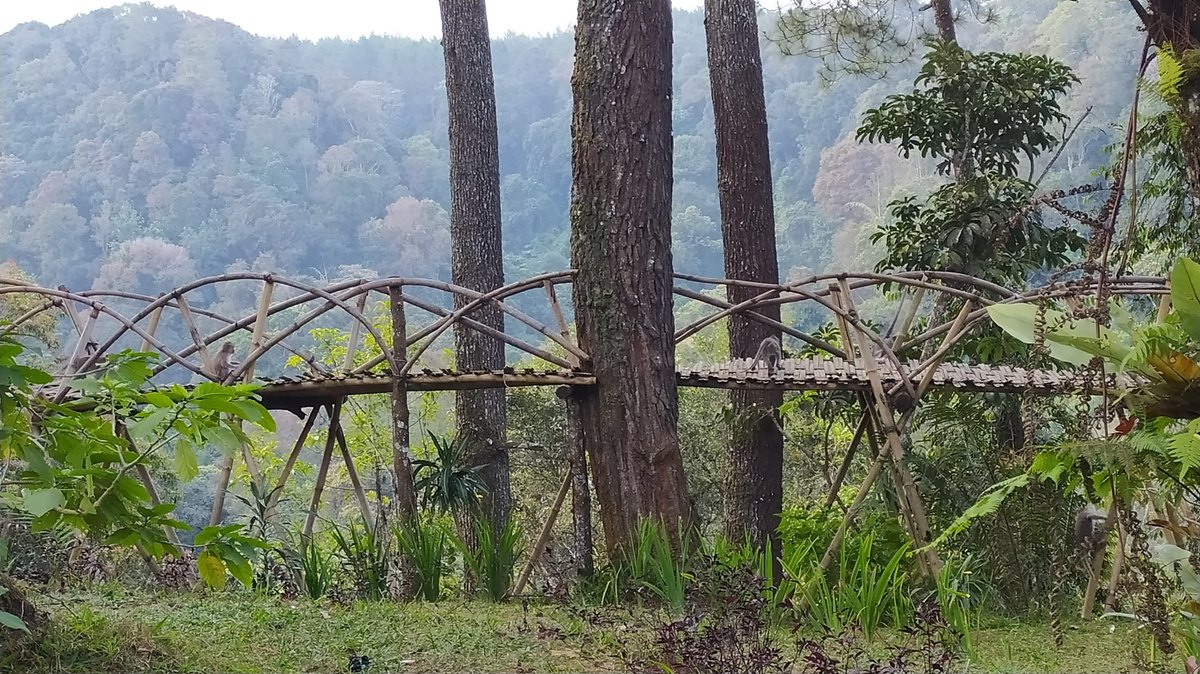 WISATA HUTAN PINUS PAL 16 CIKOLE LEMBANG - Welcome