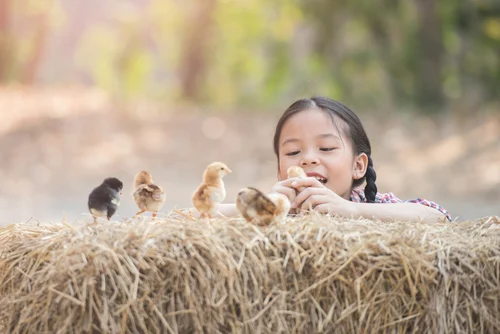 little girl with baby chicks on bale of straw