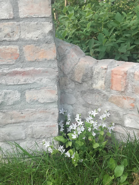 campanula poscharskyana alba