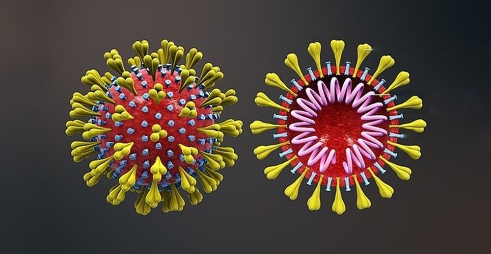 Anticorpo que neutraliza o novo coronavírus é identificado por cientistas em testes de laboratório Anticorpo que neutraliza o novo coronavírus é identificado por cientistas em testes de laboratório